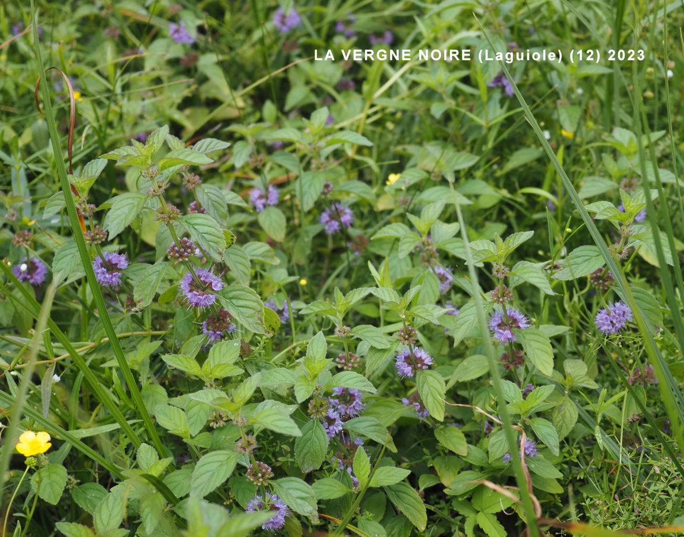 Mint, Corn plant